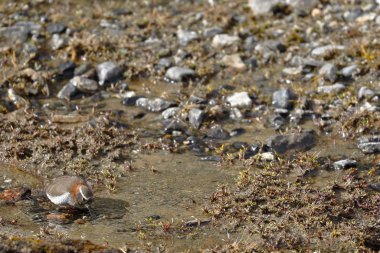 Chorlito cordillerano (Phegornis mitchellii)