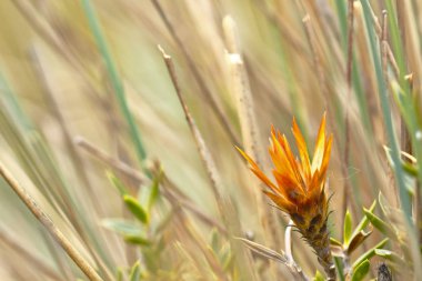 Huamanpinta (Chuquiraga spinosa)
