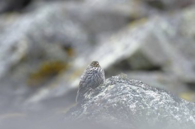 Canastero flamulado (Asthenes flammulata)
