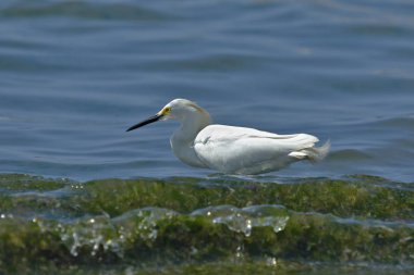Garceta nívea (Egretta thula)