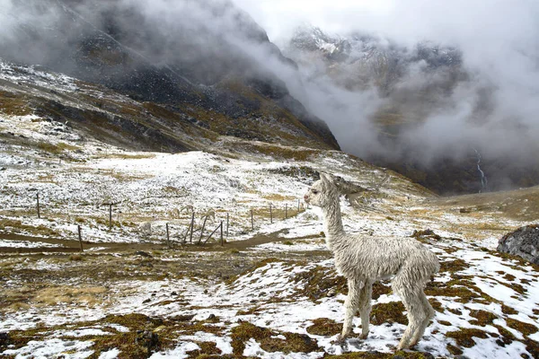 Alpacka (Vicugna pacos) — Stockfoto