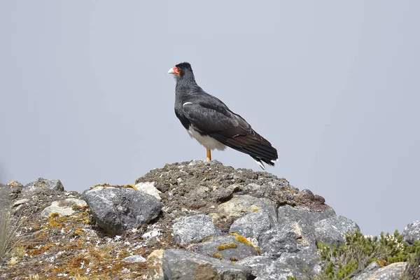 Caracara andino (Phalcoboenus megalopterus) —  Fotos de Stock