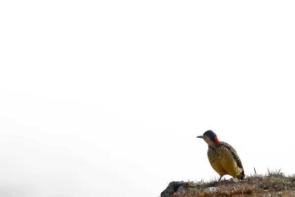 카르 팡 테르 오 안디 노 (colaptes rupicola)) — 스톡 사진