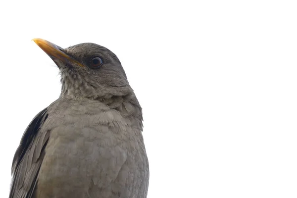 Chiguaco (Turdus chiguaco)) — Zdjęcie stockowe