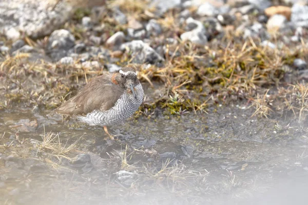 Chorlito cordillerano (Phegornis mitchellii) — стокове фото