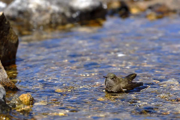 Kolibrí oliváceo (Chalcostigma olivaceum)) — Stock Fotó