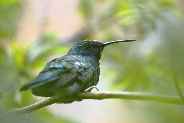 Colibri rutilante (Colibri coruscans ) — Fotografia de Stock