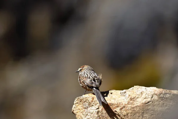 Coludito andino (Leptasthenura andicola) — Stok fotoğraf