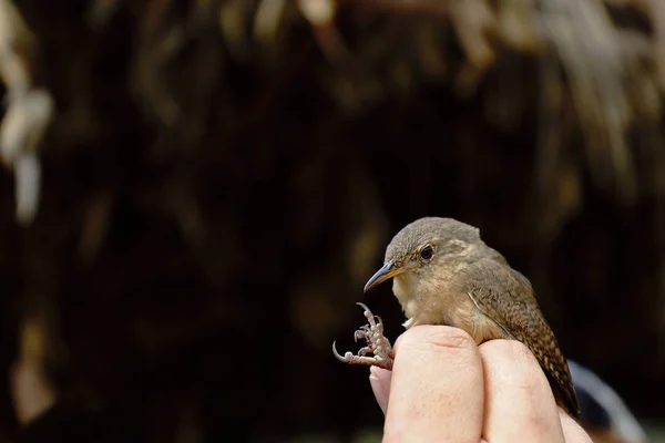 Cucarachero común (Troglodytes aedon) — Stock Photo, Image