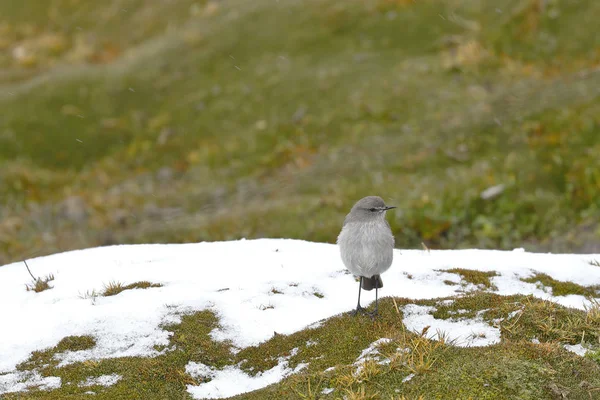 Dormilona cenicienta (muscisaxicola cinereus)) — Stockfoto