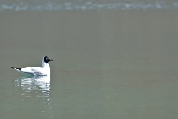 Gaviota andina (Chroicocephalus serranus) — Stock Photo, Image