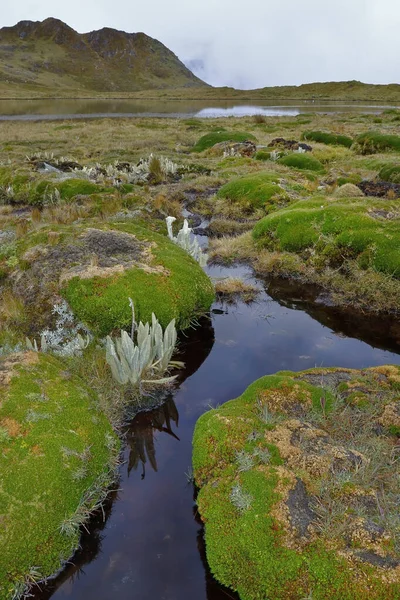 Orillas de laguna — 图库照片