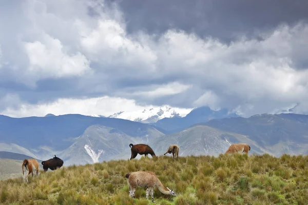 Manada de llamas - Llama Kara — Stockfoto