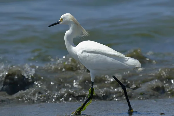 Egretta thula (Egretta thula) ) — Photo