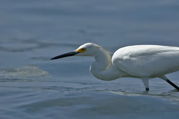 Egretta thula (Egretta thula) ) — Photo