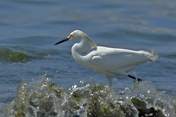 Egretta thula (Egretta thula) ) — Photo