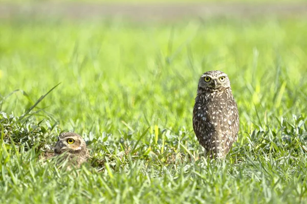 Mochuelo (athene cunicularia)) — Stockfoto