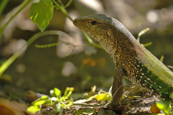 Lagartija metálica (Ameiva ameiva) — Φωτογραφία Αρχείου