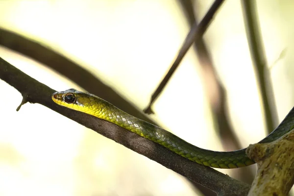 Culebra verde oliva (Chironius bicarinatus) — Stock Photo, Image