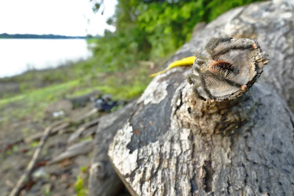 Tarantula de patas rosadas (Avicularia avicularia)