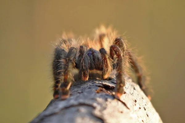 Tarantula de patas rosadas (Avicularia avicularia)