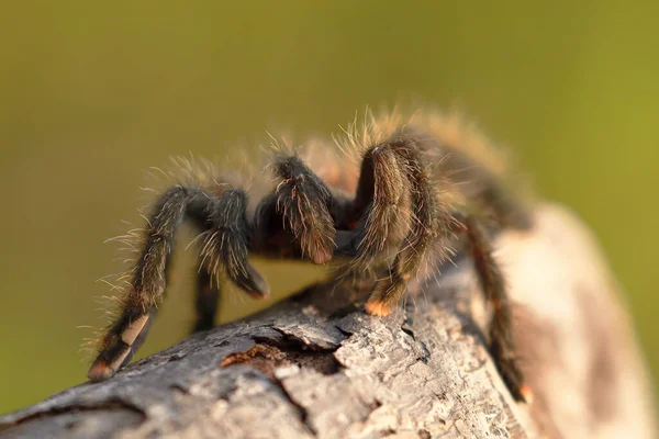 Tarantula de patas rosadas (Avicularia avicularia).) — стокове фото