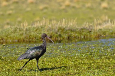 Yanavico (Plegadis ridgwayi) caminando en el pastizal