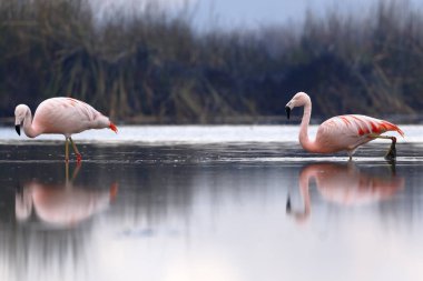 Flamencos chilenos (Phoenicopterus chilensis) ayık laguna