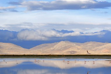 Atardecer en el lago Junín con flamencos (Phoenicopterus chilen