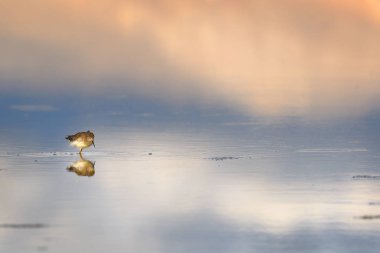 Pitotoy chico (Tringa flavipes) ayık lago
