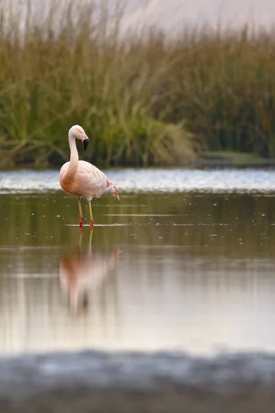 Flamenco chileno (Phoenicopterus chilensis) sobre laguna — Fotografia de Stock