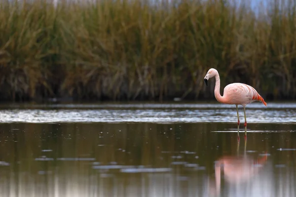 Flamenco chileno (Phoenicopterus chilensis) sobre laguna — Stock Photo, Image