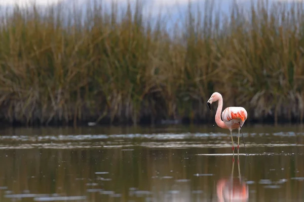 Flamenco chileno (Phoenicopterus chilensis) sobre laguna — Fotografia de Stock