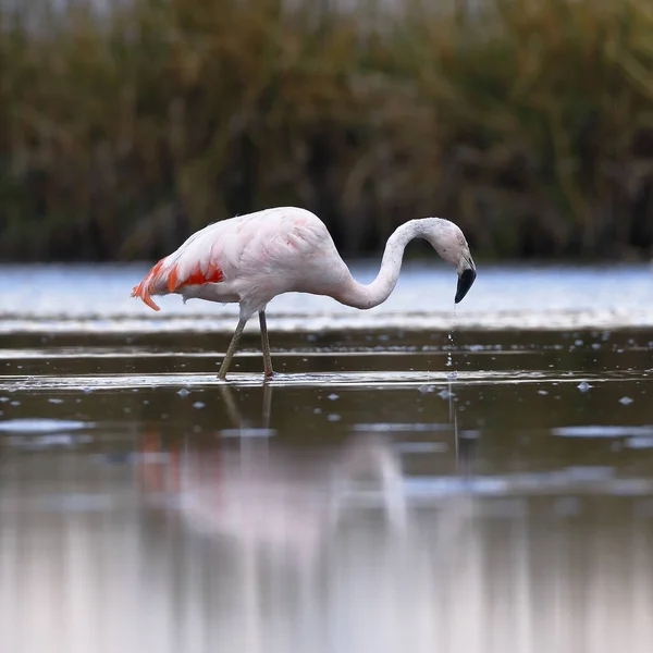 Flamenco chileno (Phoenicopterus chilensis) sobre laguna — Fotografia de Stock