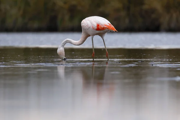 Flamenco chileno (Phoenicopterus chilensis) sobre laguna — Fotografia de Stock