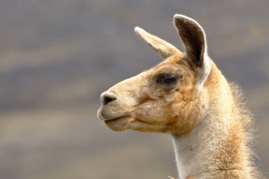 Lama (Lama glama)