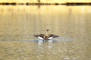 Pato crestón (Lophonetta specularioides)
