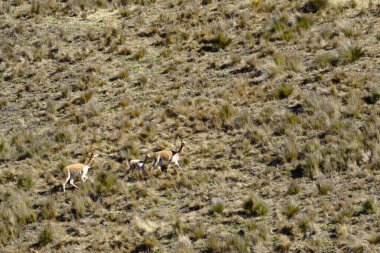 Vicugna (Vicugna vicugna)