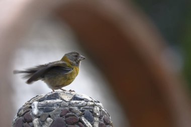 Yal peruano (Phrygilus punensis)