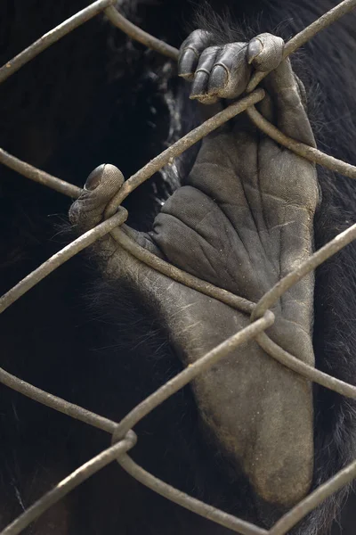 Pata de mono araña (ateles) sobre la reja — Foto de Stock