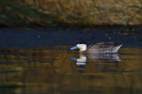 Pato puna (Anas puna) — Stock fotografie