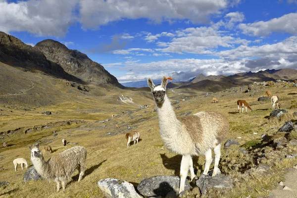 Lamor (Lama glama) — Stockfoto