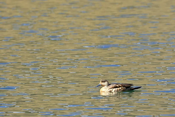 Crestón de Pato (Lophonetta especularioides) — Foto de Stock