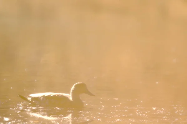 Pato crestón (lophonetta specularioides)) — Stockfoto