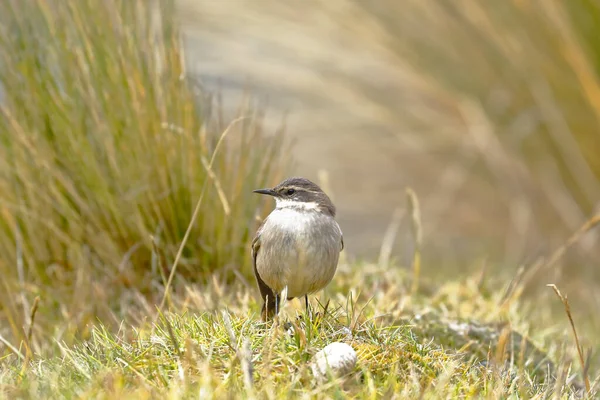 Remolinera andina (Cinclodes albiventris) — Stockfoto