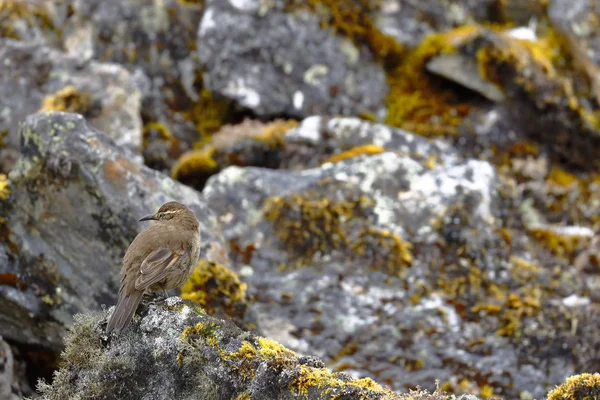 Remolinera gerçek (Cinclodes aricomae) — Stok fotoğraf