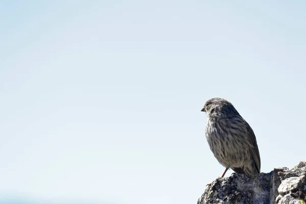 Yal plomizo (Phrygilus unicolor) — Stock Photo, Image