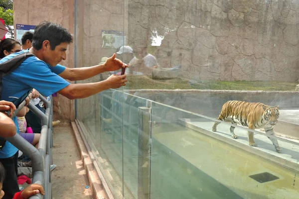 Tigre en Zoo —  Fotos de Stock