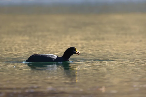 Focha gigante (Fulica gigantea) — Foto de Stock