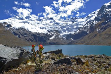 Flor y nevado (kastilleja nubigena)